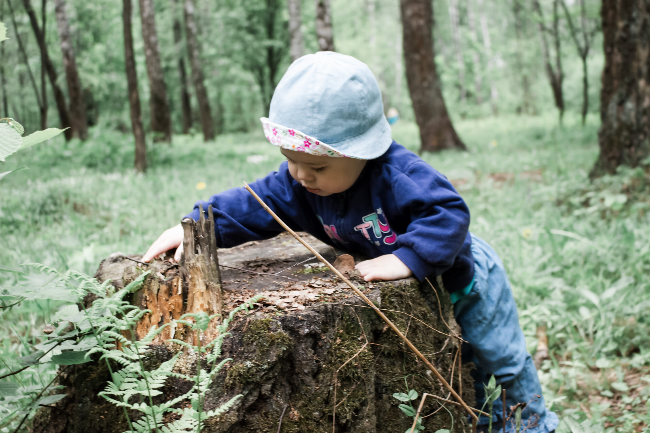 Baby girl exploring the stump in the forest. The kid in Panama touches the stump of a tree. The first steps in the forest, familiarity with nature. Baby playing in the forest